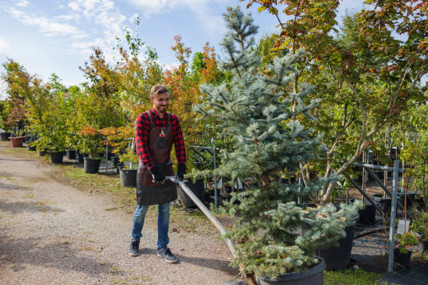 Best Tree Removal Cost  in Ripley, OH